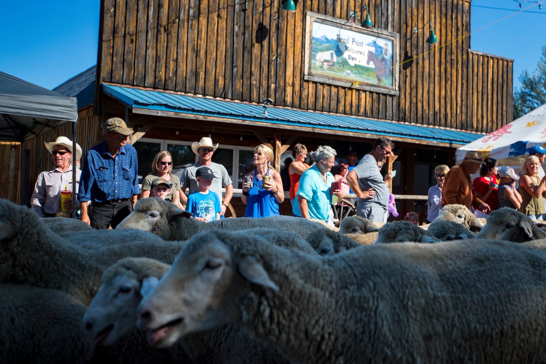Great Montana Sheep Drive